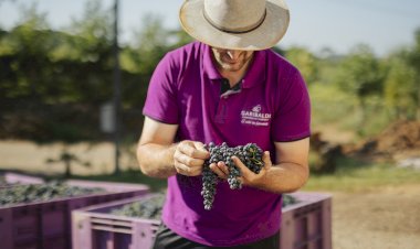 Cooperativa Vinícola Garibaldi celebra 95 anos cultivando união, propósito e inovação