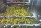 Cooperativa Vinícola Garibaldi deve receber mais de 30 mil toneladas de uvas nesta safra